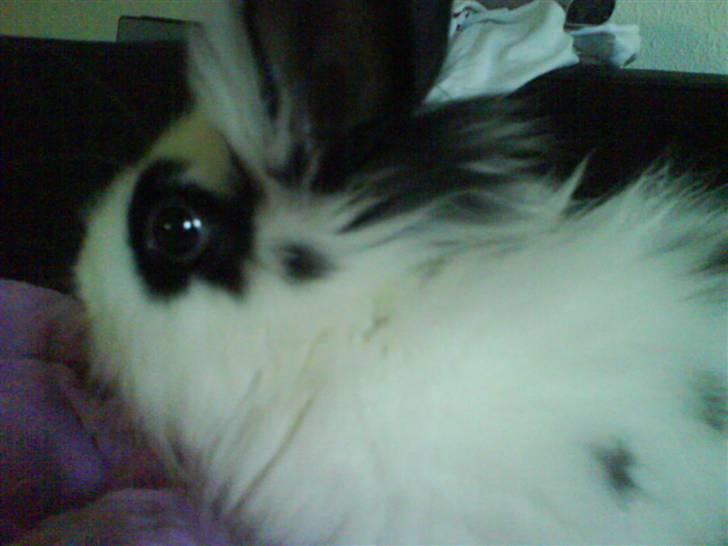 Kanin Bøh billede 3