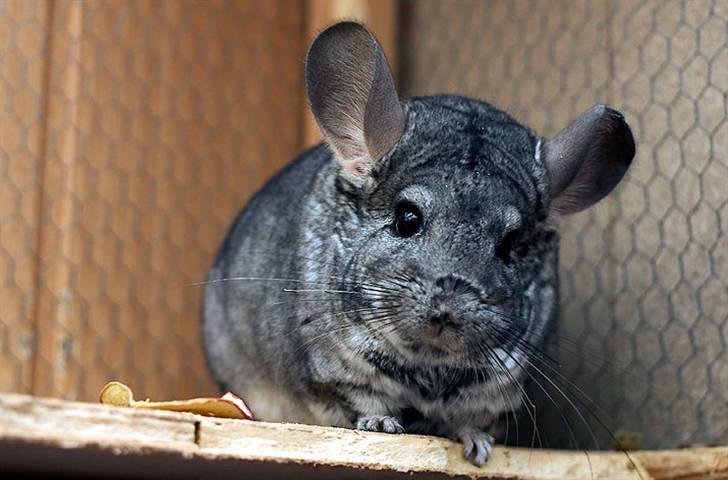 Chinchilla Sammy billede 1