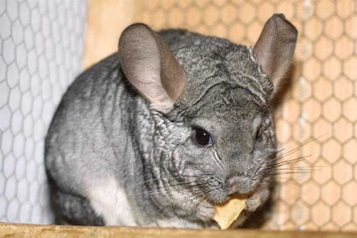 Chinchilla Sammy billede 2