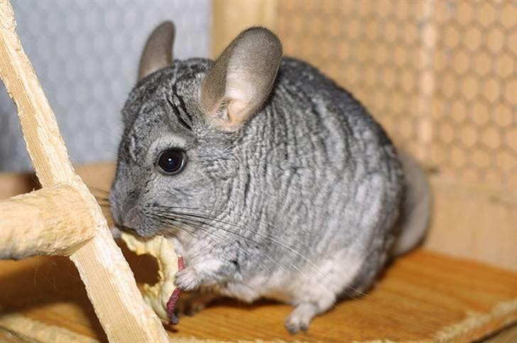 Chinchilla Sammy billede 3