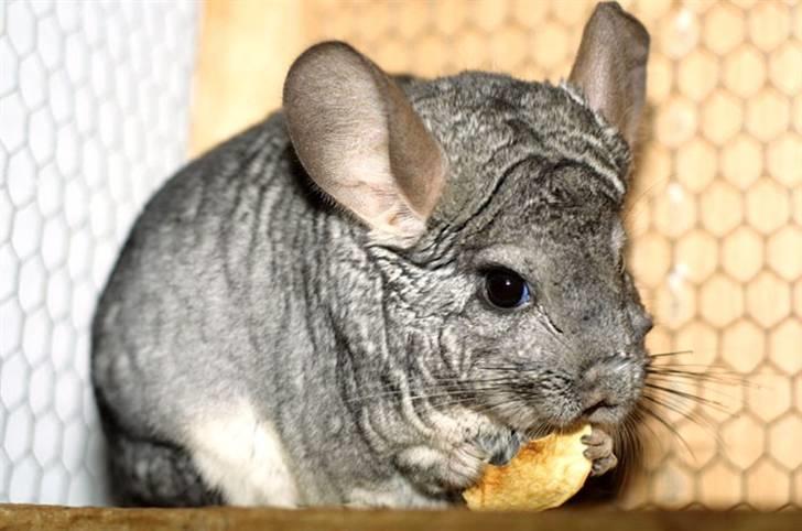 Chinchilla Sammy billede 4