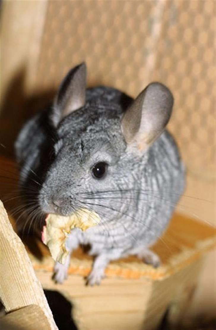 Chinchilla Sammy billede 5