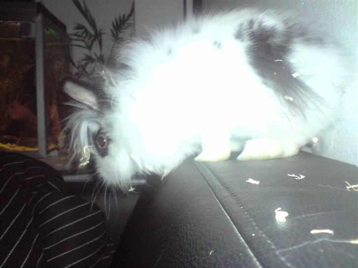 Kanin Bøh billede 4