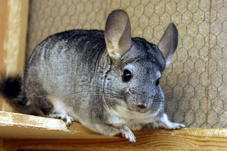 Chinchilla Sammy billede 6