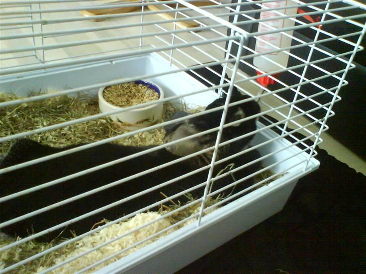 Kanin Nuller - ligger og drikker.... dovenskaben længe leve!  billede 2