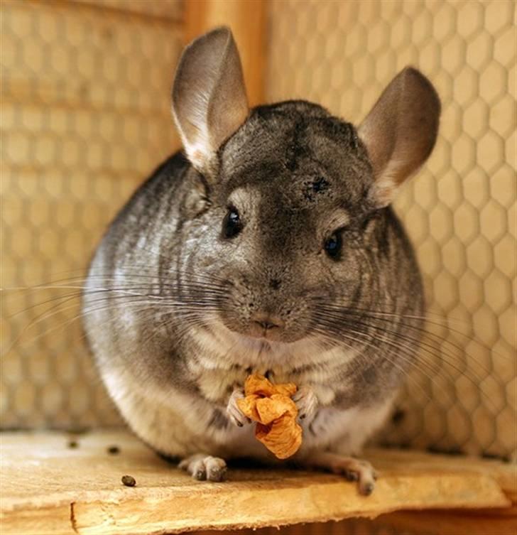 Chinchilla Sammy billede 7