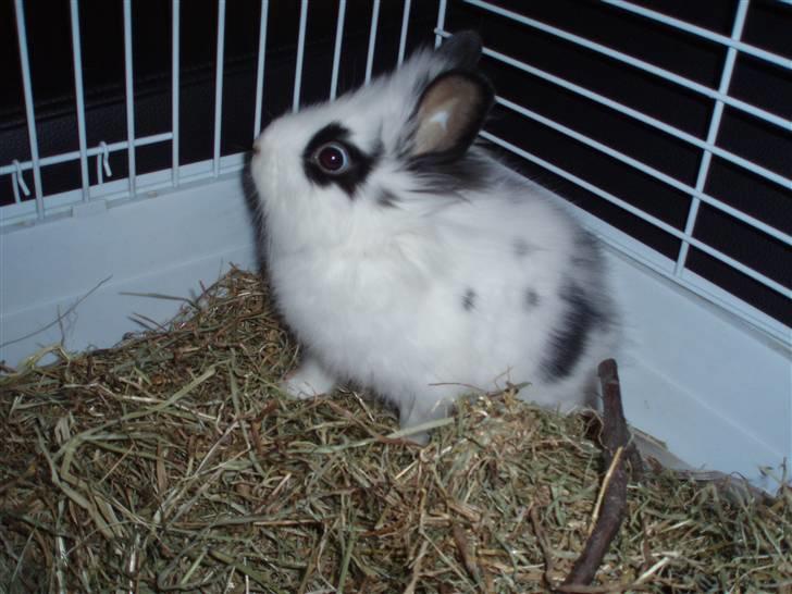 Kanin Bøh billede 5