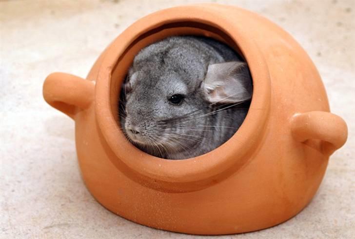 Chinchilla Sammy billede 8