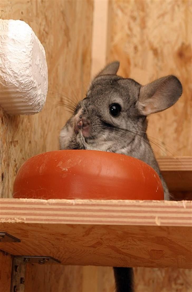 Chinchilla Sammy billede 9