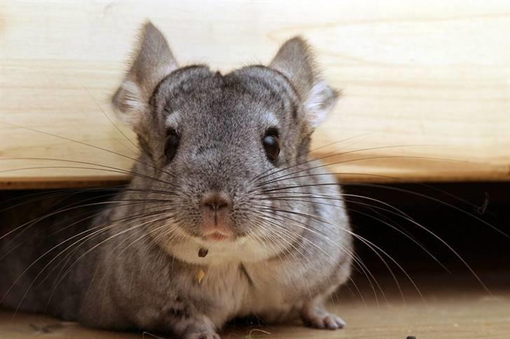 Chinchilla Sammy billede 10