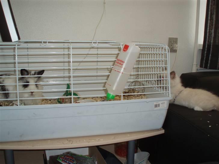 Kanin Bøh billede 6