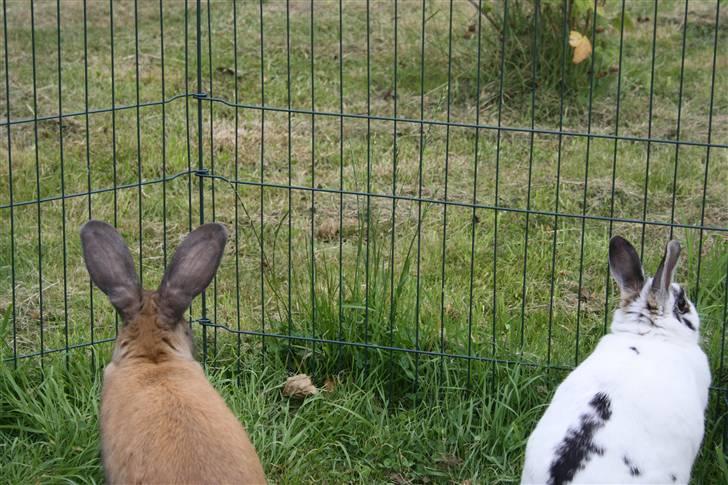 Kanin Pjuske Fortzgaard billede 2