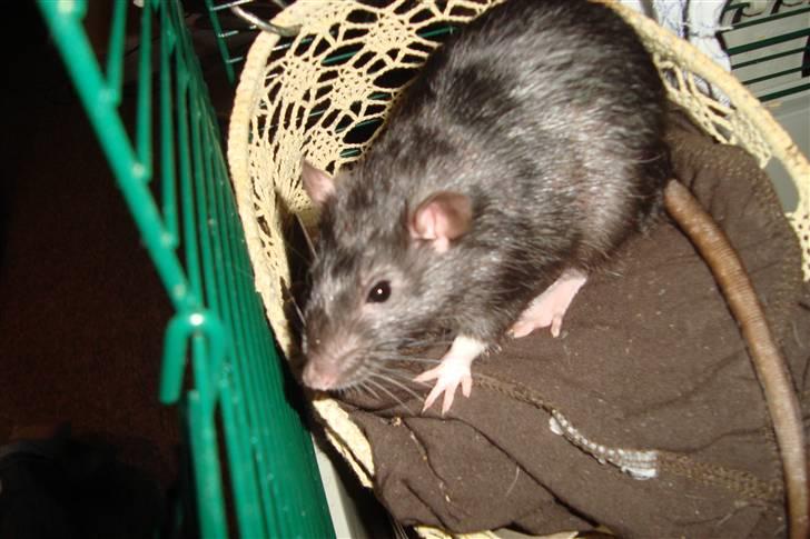 Tamrotte Ventrilo billede 1