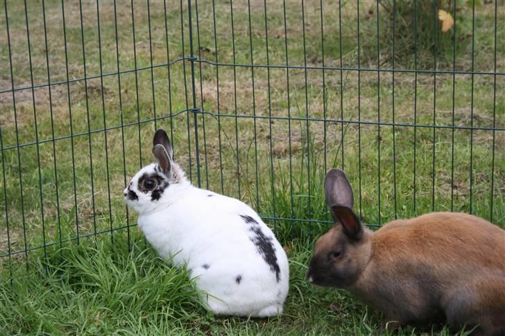 Kanin Pjuske Fortzgaard billede 3