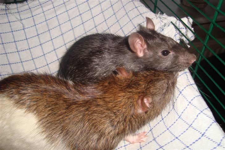 Tamrotte Ventrilo billede 2