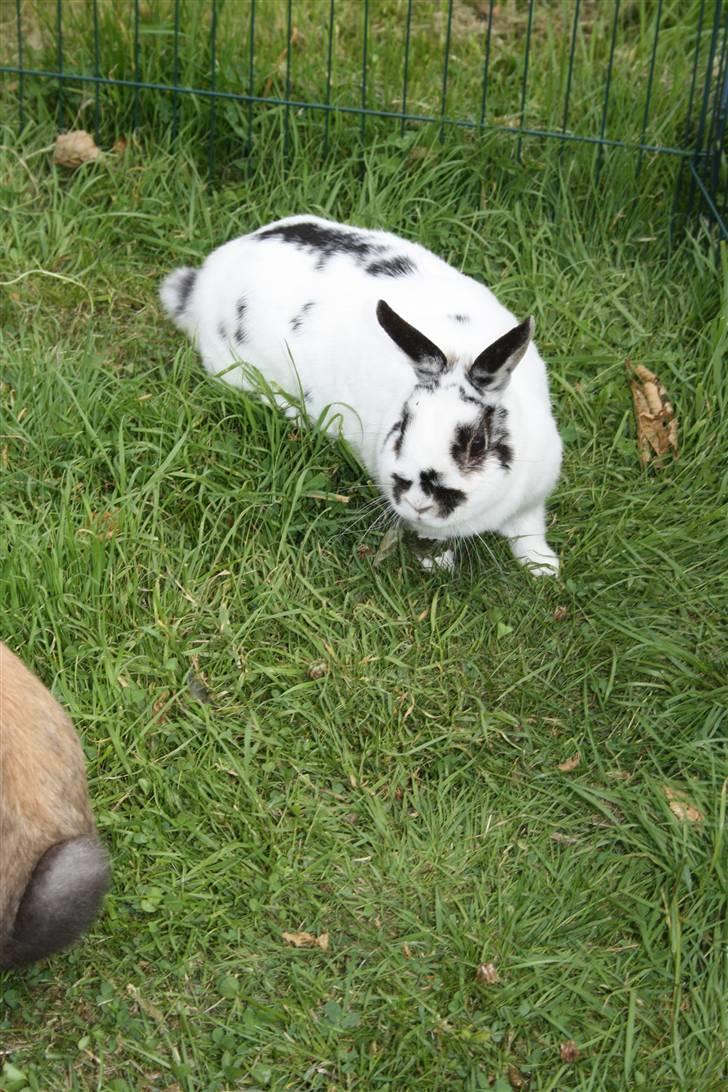 Kanin Pjuske Fortzgaard billede 5