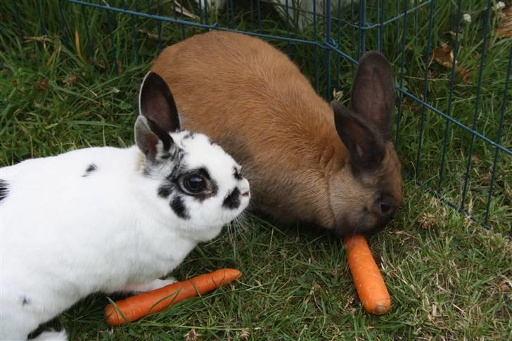 Kanin Pjuske Fortzgaard billede 6