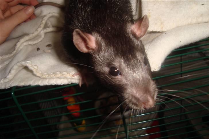 Tamrotte Ventrilo billede 3