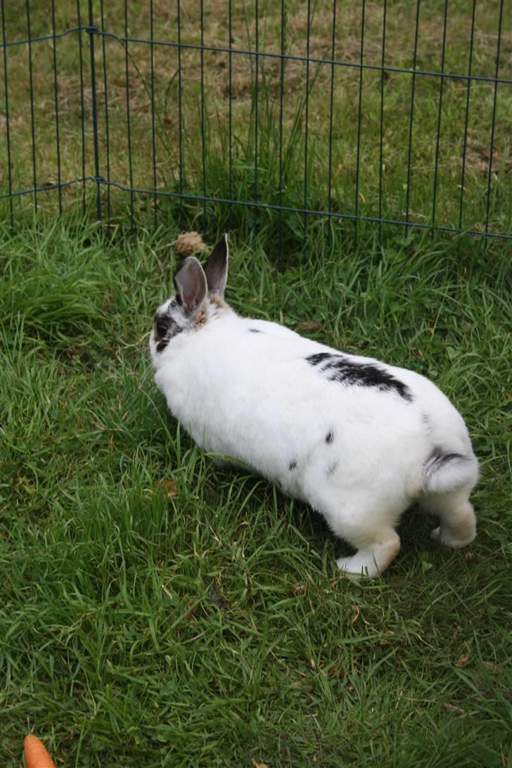 Kanin Pjuske Fortzgaard billede 7