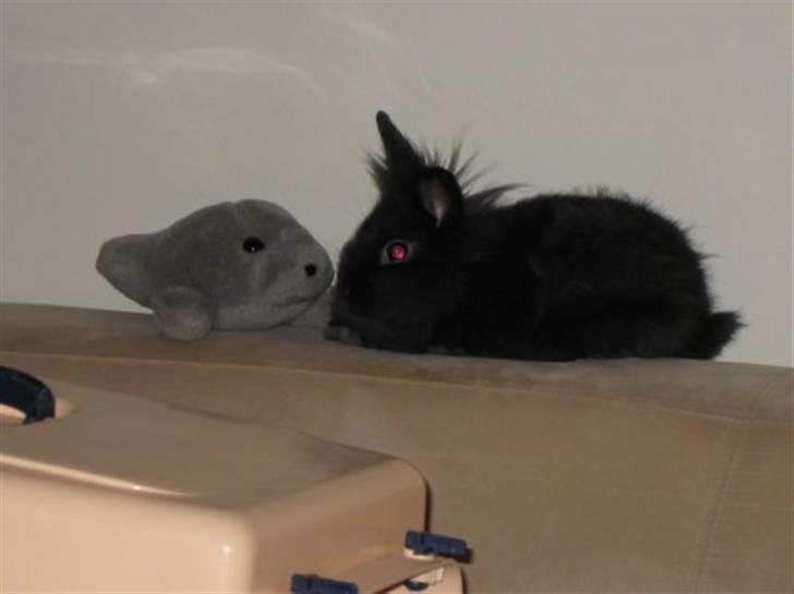 Kanin Tumle *død* - Desværre det eneste baby billede jeg har af Tumlepigen billede 1