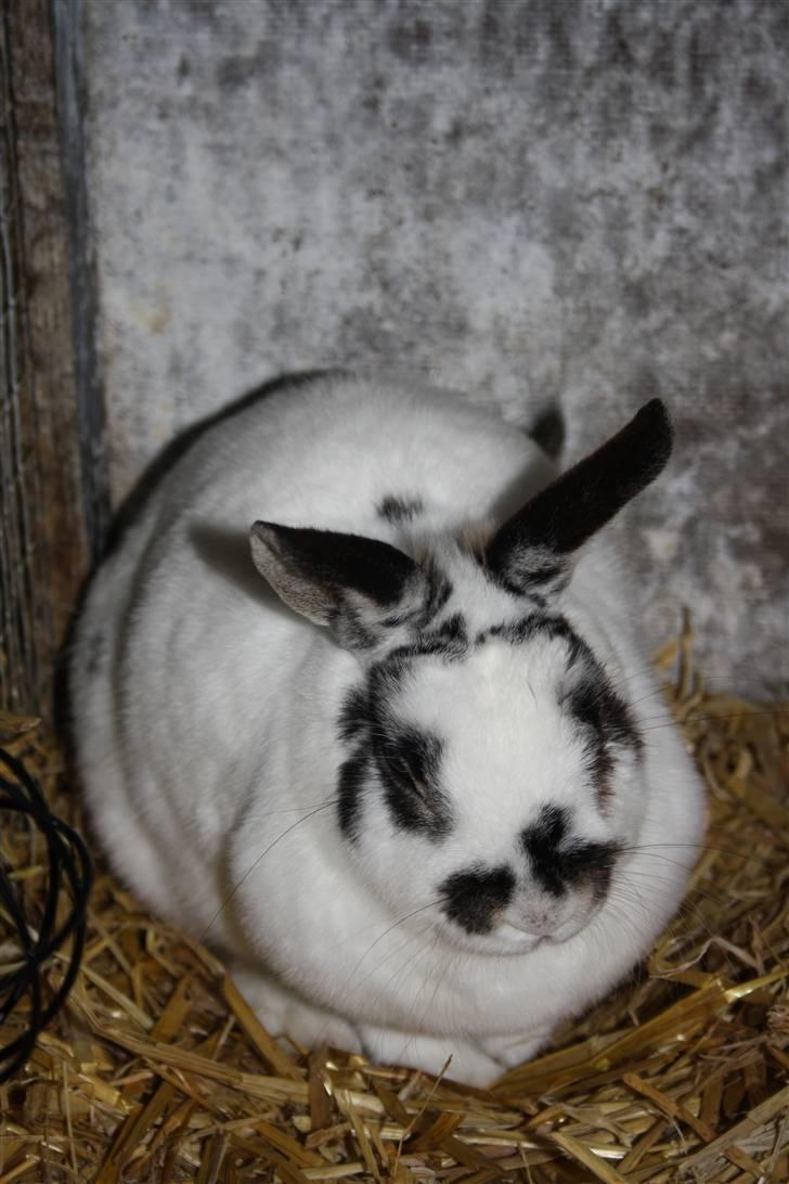 Kanin Pjuske Fortzgaard billede 10