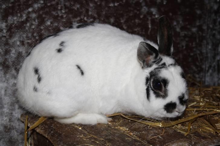 Kanin Pjuske Fortzgaard billede 12