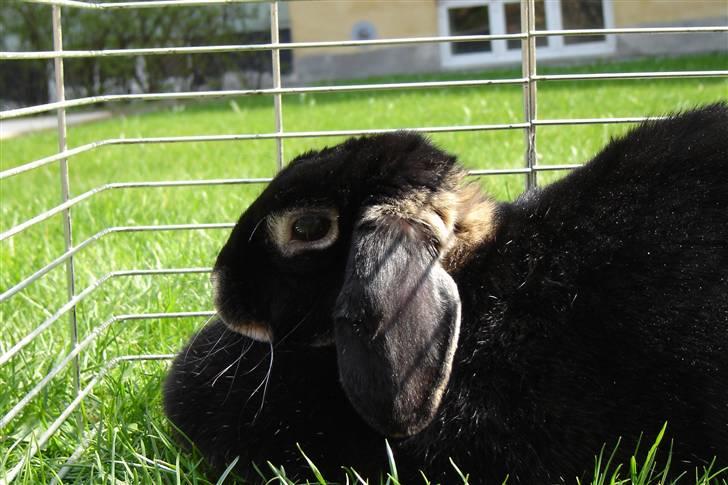 Kanin Nuller - Doven igen igen... Hun elsker at ligge på græsset om sommeren .. billede 3