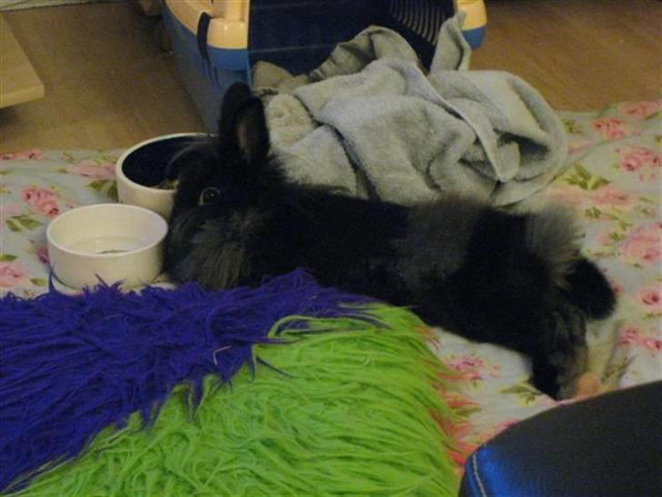 Kanin Tumle *død* billede 3