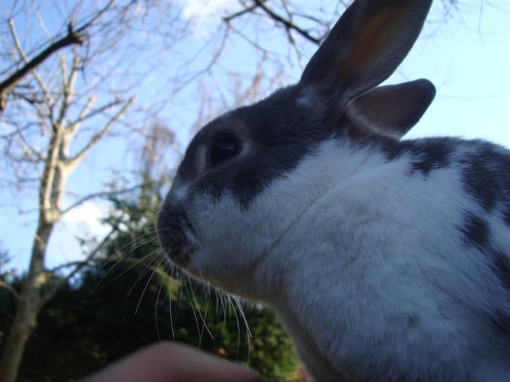 Kanin Flimmer billede 1