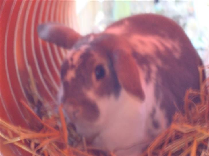 Kanin Flimmer billede 2
