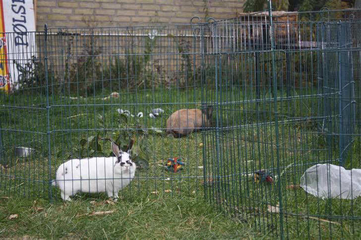 Kanin Pjuske Fortzgaard billede 14