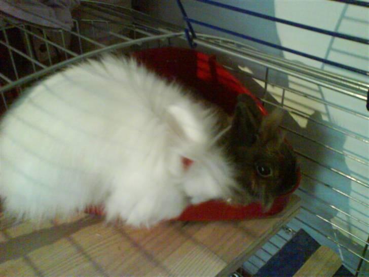 Kanin Kiara billede 8