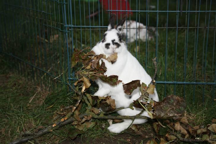 Kanin Pjuske Fortzgaard billede 15