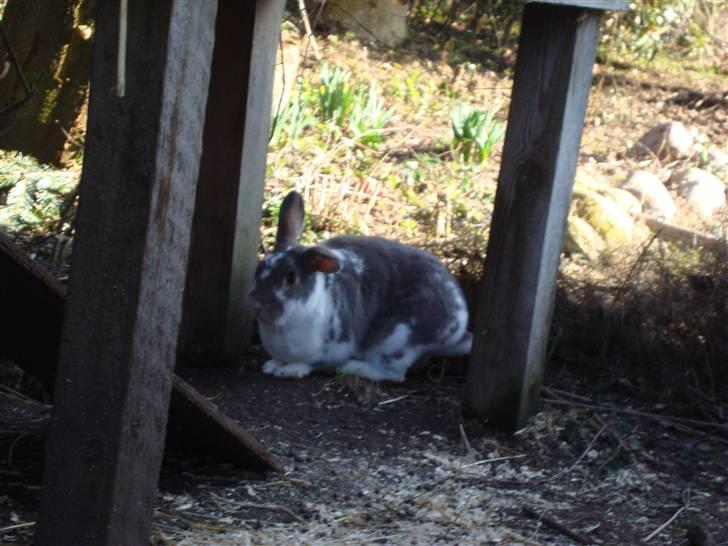 Kanin Flimmer billede 3