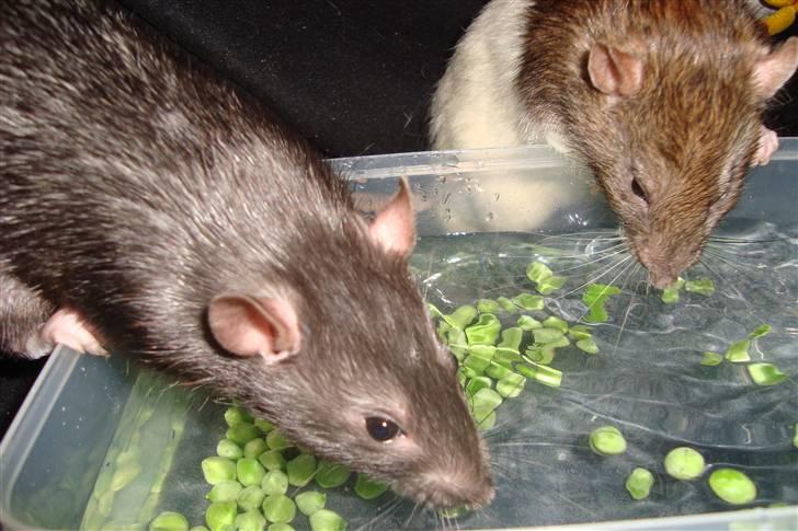 Tamrotte Ventrilo billede 4