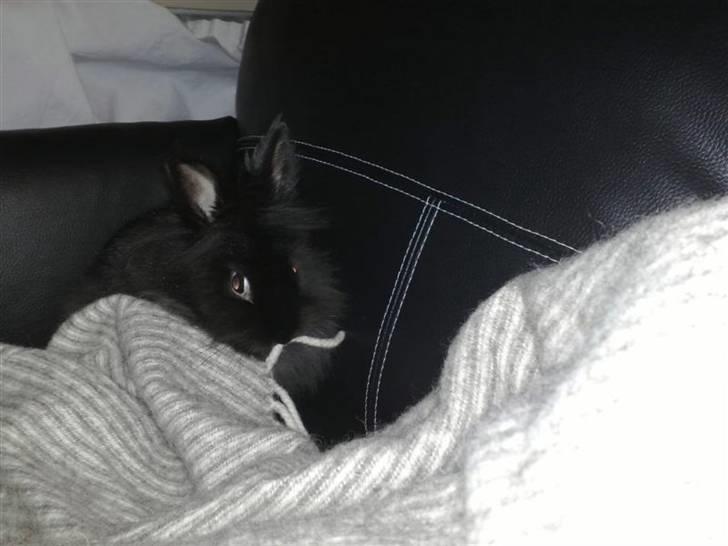 Kanin Tumle *død* - Tumle med skæg? - eller laver hun ulykker med tæppet :-) billede 5