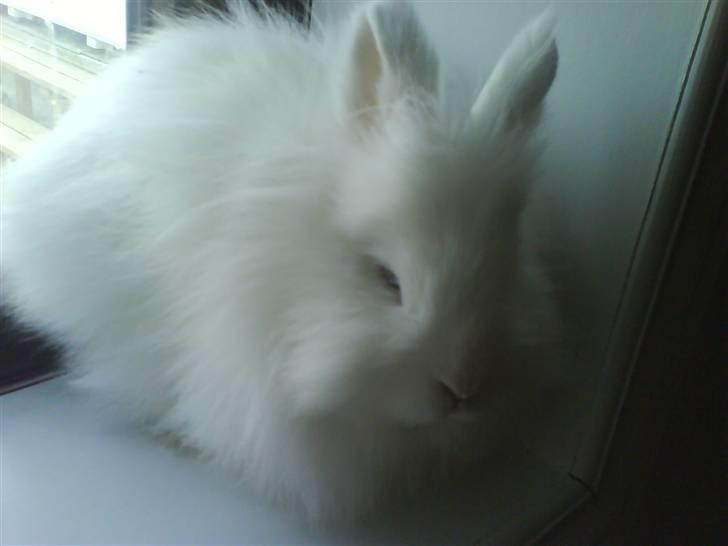 Kanin Kiara billede 9