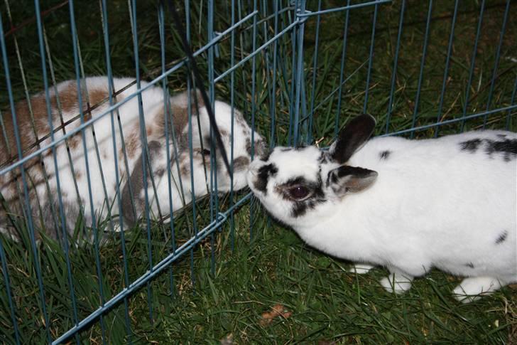 Kanin Pjuske Fortzgaard billede 16