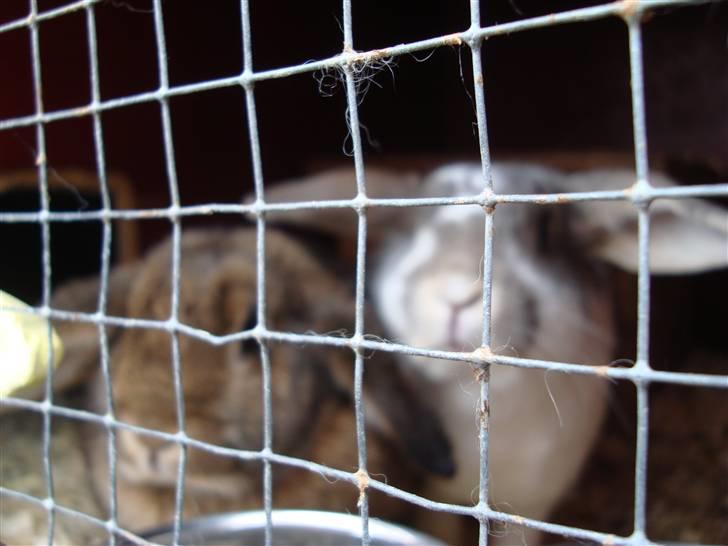 Kanin Flimmer billede 4