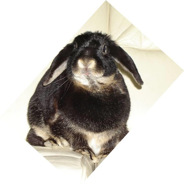 Kanin Nuller billede 4