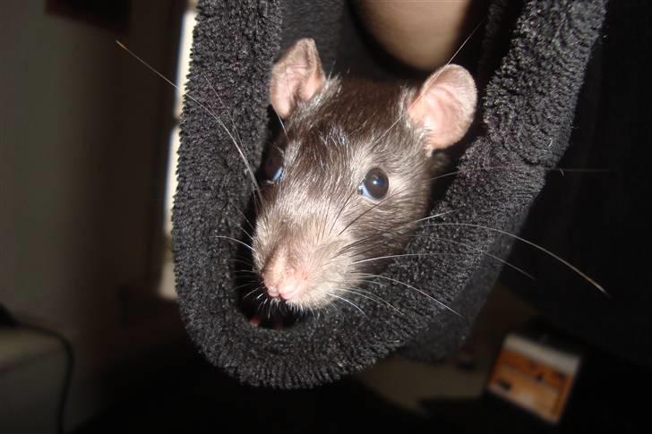 Tamrotte Ventrilo billede 5