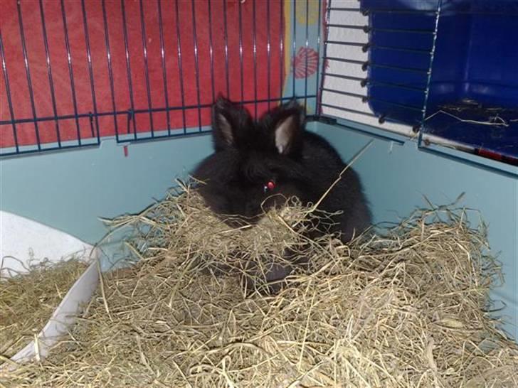 Kanin Tumle *død* - Tumlepigen helt skruk. billede 7