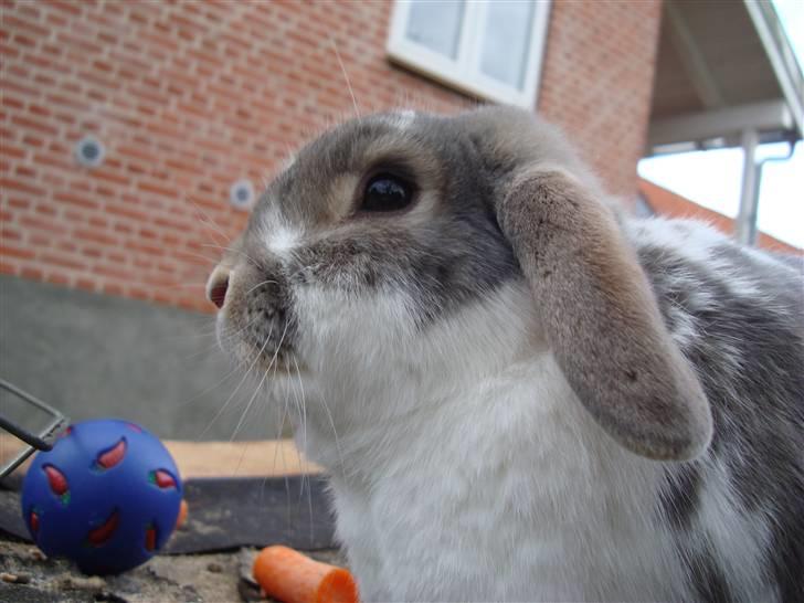 Kanin Flimmer billede 5