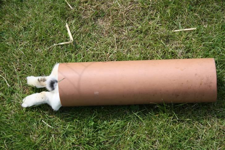 Kanin Pjuske Fortzgaard billede 19