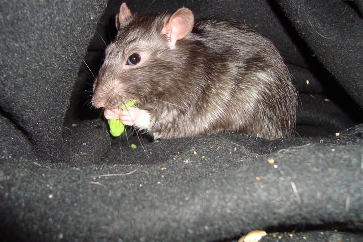 Tamrotte Ventrilo billede 6