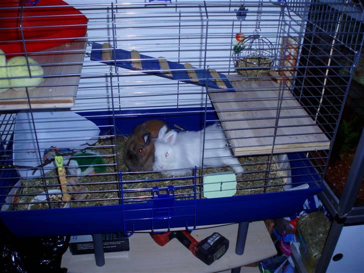 Kanin Kiara billede 10