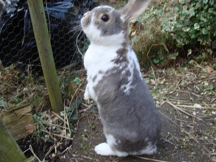 Kanin Flimmer billede 6