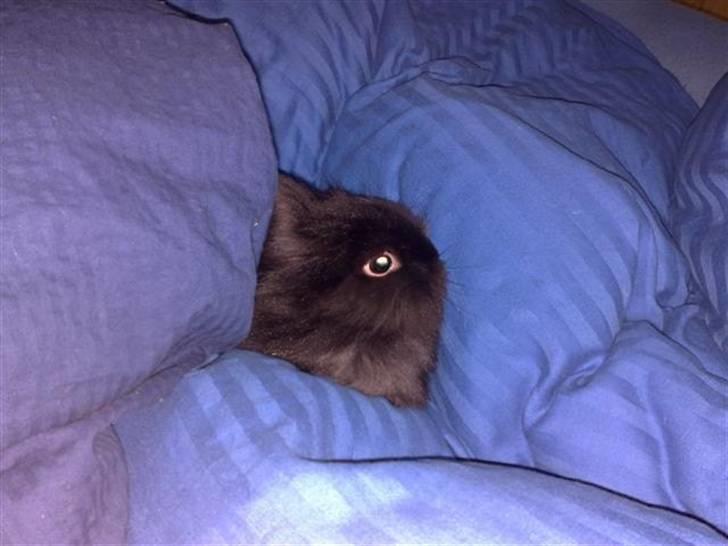 Kanin Tumle *død* billede 9