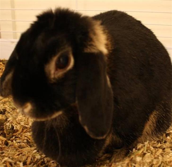 Kanin Nuller billede 5