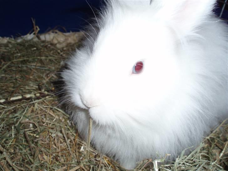 Kanin Kiara billede 11